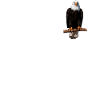 Bald Eagle Bird Graphic Design