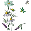 Herbs, chamomile, bees