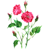 Fleur