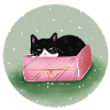 Cat in the box