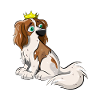 Cavalier Dog