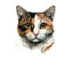 Calico cat