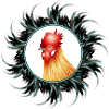 magnificent rooster in feather frame