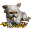 Cute dog nibbles sweets