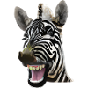 Broadly grinning zebra