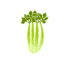 Celebate Celery Ironic Vegetables Leek