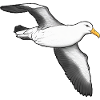 Albatross flying