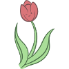 Tulipe douce