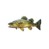 walleye whisperer, Fishing
