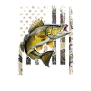 murmure du doré, pêche