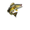 walleye whisperer, Fishing