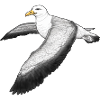 Albatross flying