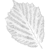 Hazel / Leaf - Hazelnut