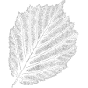 Leaf / Hazel / Hazelnut
