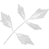 Leaf lovage / herb plant