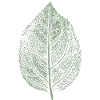 Leaf apple / apple tree