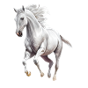 Cheval blanc