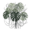 Hand-drawn Monstera plant