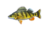 Yellow Perch