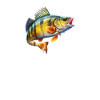 Yellow Perch whisperer, Yellow Perch