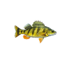 Yellow Perch whisperer, Yellow Perch