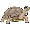 Turtle Painter Brush
