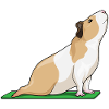 Guinea Pig Yoga Fitness