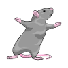 Rat Yoga Fitness