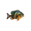 Bluegill American Flag
