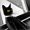 Chat en noir