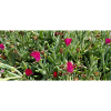 canarian gorgeus flora