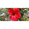 Fleur canarienne