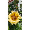 Beautiful yellow flower