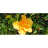 canarian flora