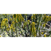 Canarian beautiful cactus