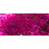 Bugambilia espectatular rosa Blüten