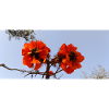 Fleurs canariennes
