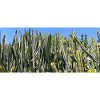 Canarian cactus