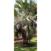 Canarian lovely palm