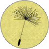 Dandelion seeds