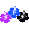 Fleurs d’hibiscus