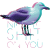 Naughty seagull