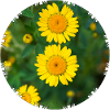 Dyer's chamomile (Anthemis tinctoria)