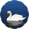 Graceful mute swan