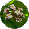 Plumeria frangipani flowers