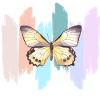 Rainbow butterfly