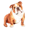 Bulldog and Bulldog face