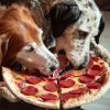 two dogs eating salami pizza