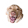 I Love My Labrador