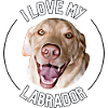 J’aime mon Labrador